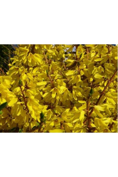 Весняний кущ форзиції Голден Таймс у повному цвіті.