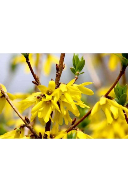 Forsythia intermedia Golden Times
