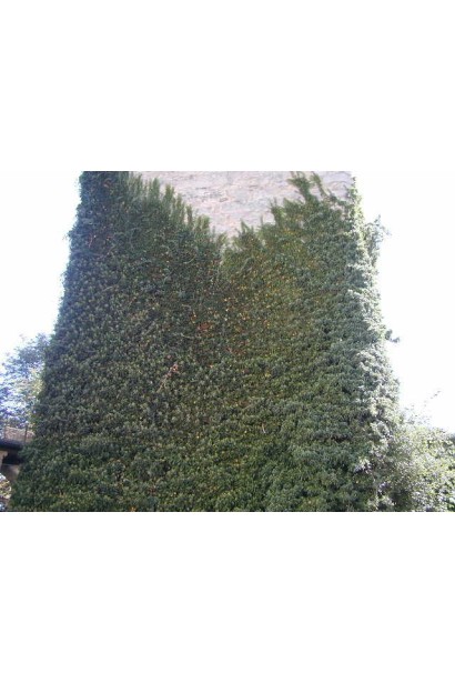 Плющ звичайний Арборесценс