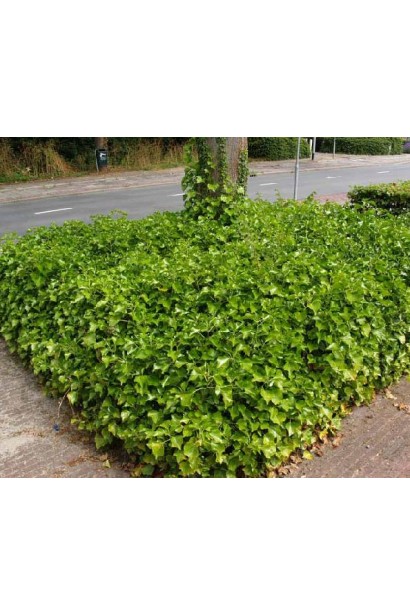 Кущ плюща Арборесценс прикрасить бордюри або квіткові композиції.