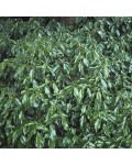 Плющ звичайний Арборесценс | Hedera helix Arborescens | Плющ обыкновенный Арборесценс