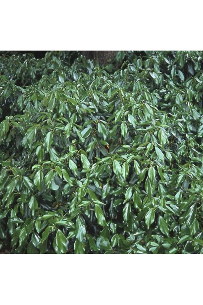 Плющ Арборесценс у ландшафті: низькорослий кущ із блискучим листям.