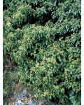Плющ обыкновенный Арборесценс | Hedera helix Arborescens | Плющ звичайний Арборесценс