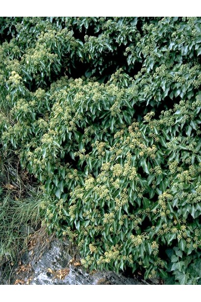 Низькорослий плющ Арборесценс створює затишні зелені куточки саду.