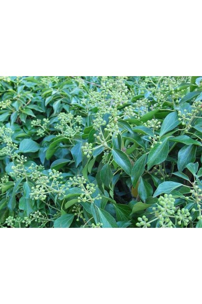 Hedera helix Arborescens