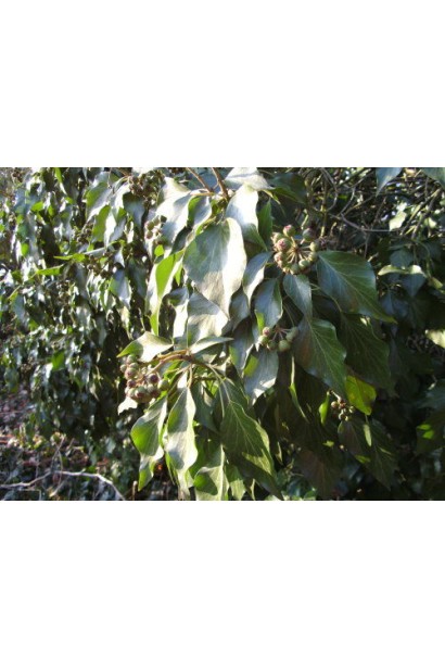 Листя плюща звичайного Арборесценс залишається декоративним увесь рік.