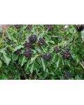 Плющ обыкновенный Арборесценс | Hedera helix Arborescens | Плющ звичайний Арборесценс