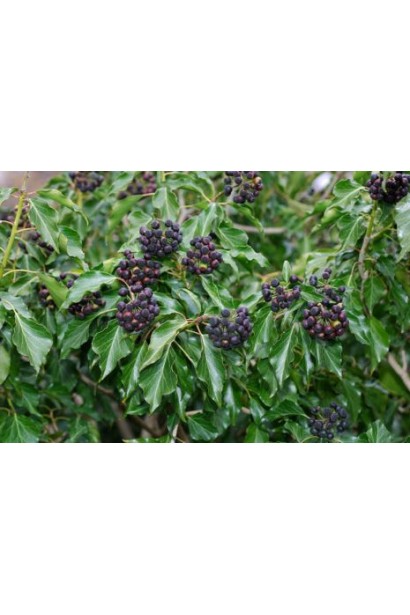 Темно-зелене листя плюща Арборесценс прикрашає природні ландшафти.