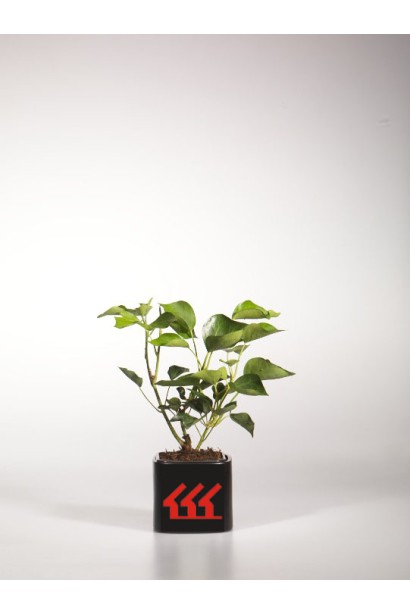 Саджанець плюща Арборесценс  с3