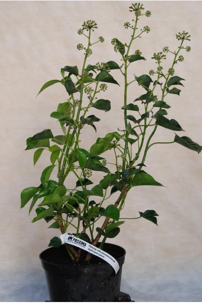 Саджанець плюща Арборесценс із щільним зеленим листям.