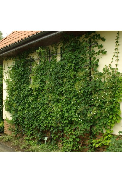 Гортензия Петиоларис плетение на стену