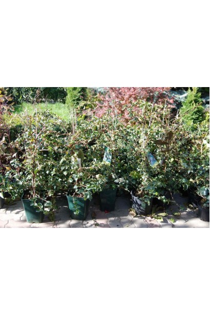 Гортензия Петиоларис саженцы в садовом центре