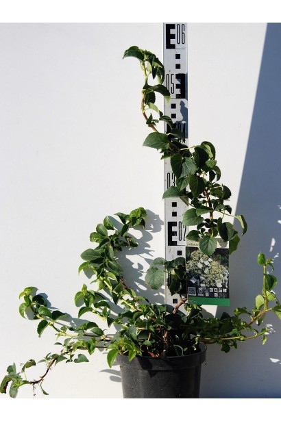 Гортензия Петиоларис контейнер 3 л