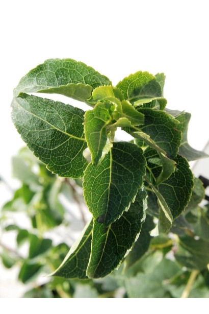 Гортензия Петиоларис блестящие темно-зеленые листья