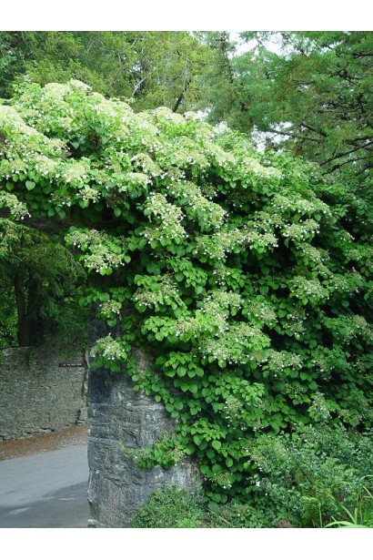 Гортензия Петиоларис цветущая лиана