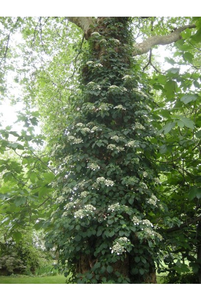 Гортензия ползучая Петиоларис