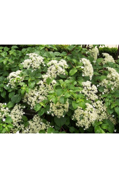 Hydrangea anomala Petiolaris
