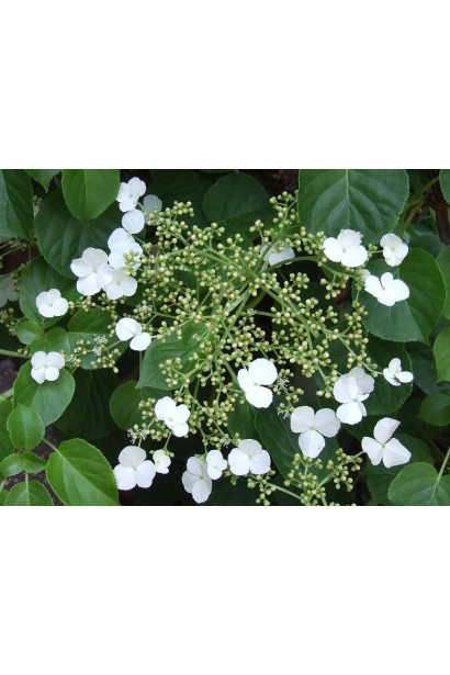 Гортензия черешковая Петиоларис