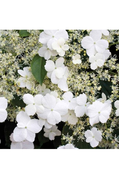 Гортензия Петиоларис белые цветы