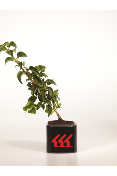 Гортензия Петиоларис саженец Р9