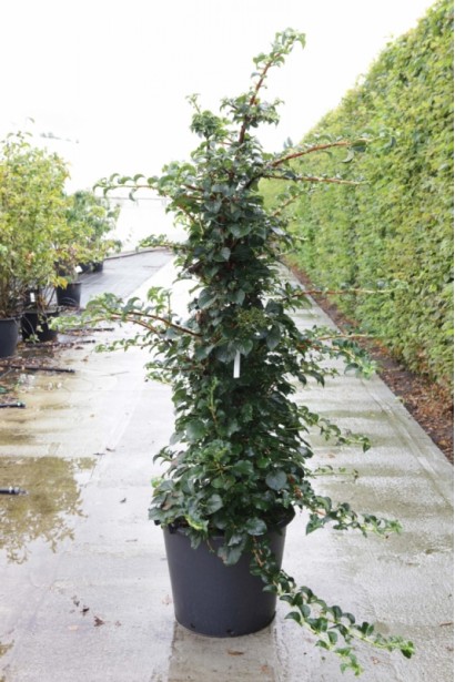 Гортензия Petiolaris контейнер 5л