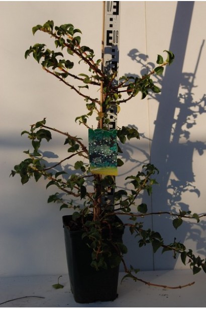 Гортензия Петиоларис контейнер 50-60 см