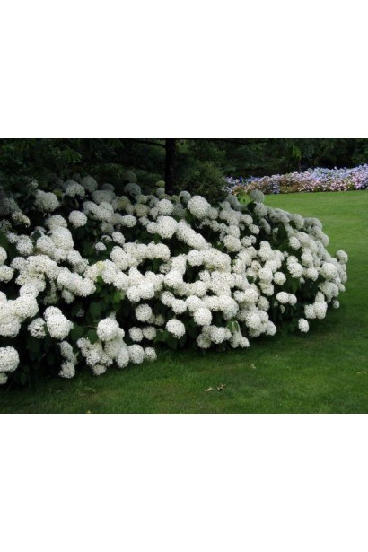 Hydrangea Annabelle