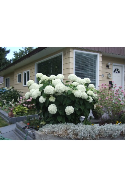 Гортензія Аннабель в ландшафті