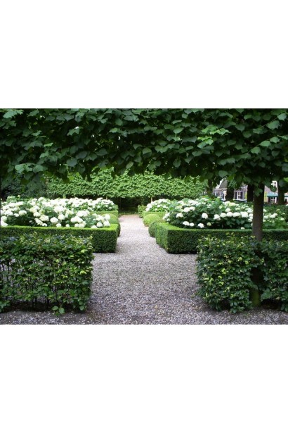 Гортензія  Аннабель ландшафтна композиція