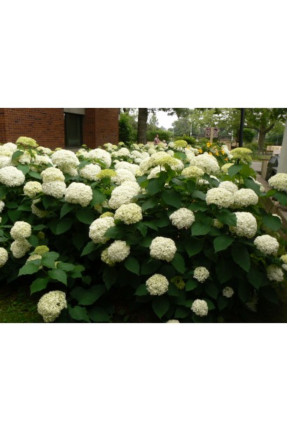 Гортензія Аннабель великі кулясті суцвіття