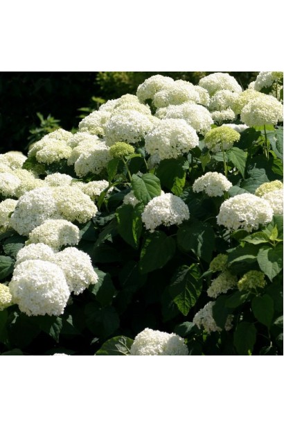 Гортензія деревоподібна Аннабель