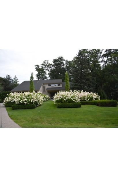 Гортензія  Аннабель в парку