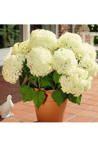 Гортензія  Аннабель в декоративному горщику на терасі
