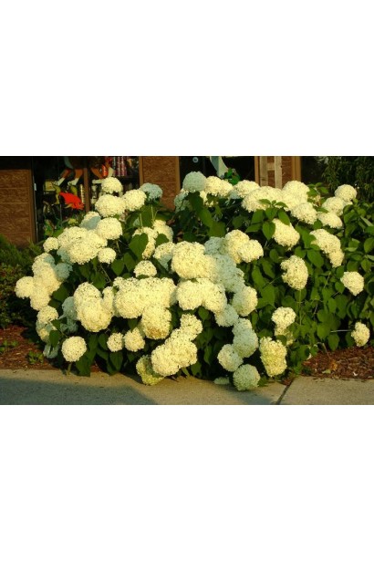 Гортензія біла Annabelle