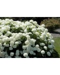 Гортензия древовидная Аннабель | Hydrangea arborescens Annabelle | Гортензія деревовидна Аннабель