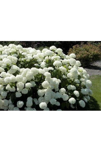Hydrangea arborescens Annabelle