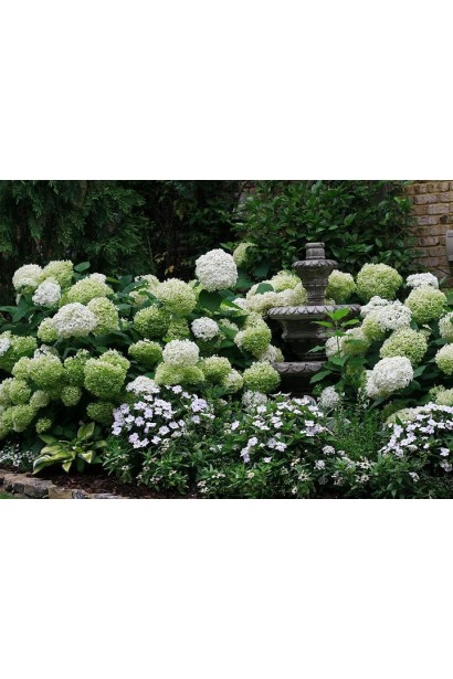 Гортензія деревовидна Аннабель ландшафтний дизайн