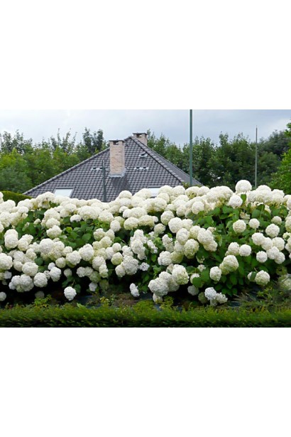 Гортензія Аннабель живопліт