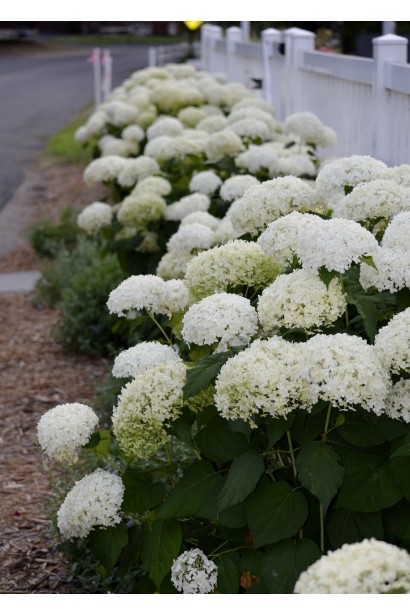 Гортензія Аннабель бордюрна посадка