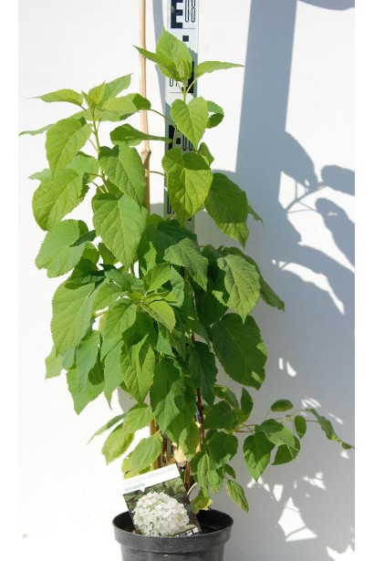 Гортензія  Аннабель саджанець 60-80 см