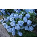 Гортензія широколистна Ніко Блю | Гортензия широколистная Нико Блю | Hydrangea macrophylla Nikko Blue