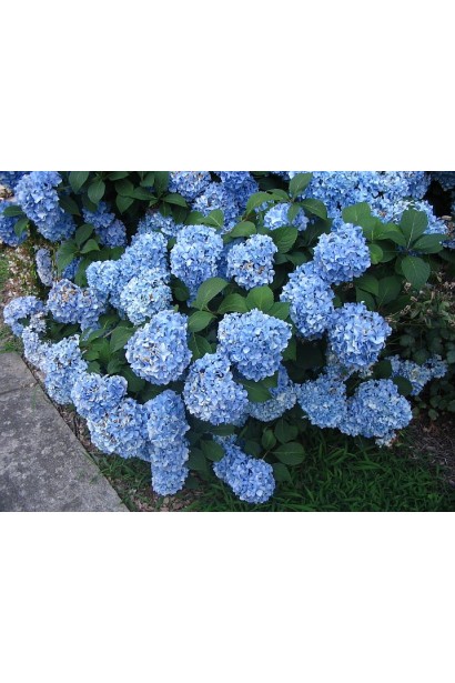 Гортензія садова Ніко Блю квітучий кущ