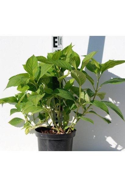 Гортензія Ніко Блю горщик 3 л висота 30-40 см