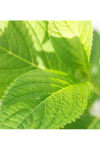 Гортензія Ніко Блю широке листя