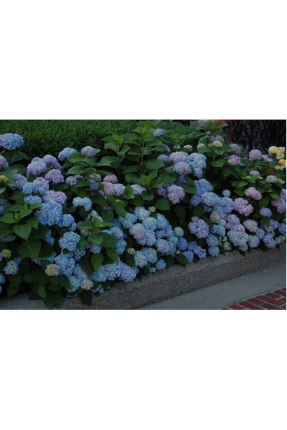Гортензія Ніко Блю бордюрна посадка