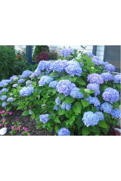 Hydrangea macrophylla Nikko Blue