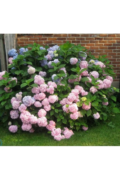 Hydrangea Nikko Blue в ландшафті