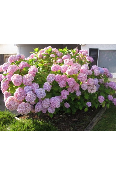 Гортензія Nikko Blue рожева в нейтральному грунті