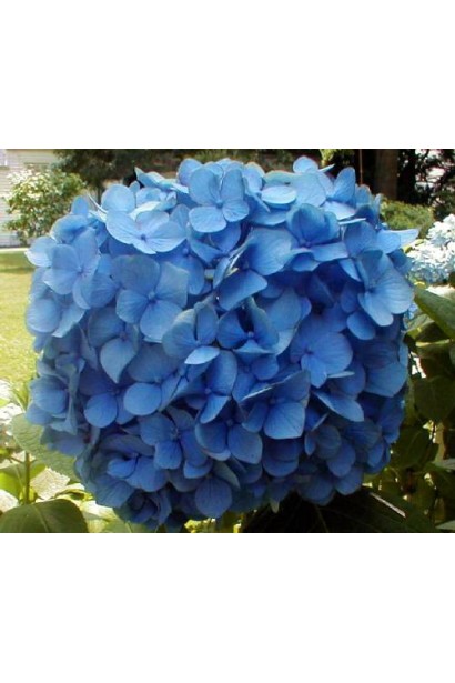 Блакитна гортензія