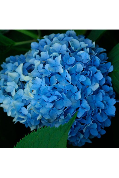 Гортензія Ніко Блю блакитна в кислому грунті